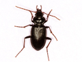 Nebria brevicollis